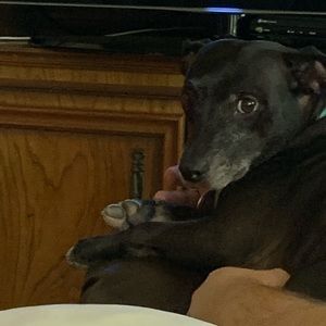 Meet your Posher, Logan